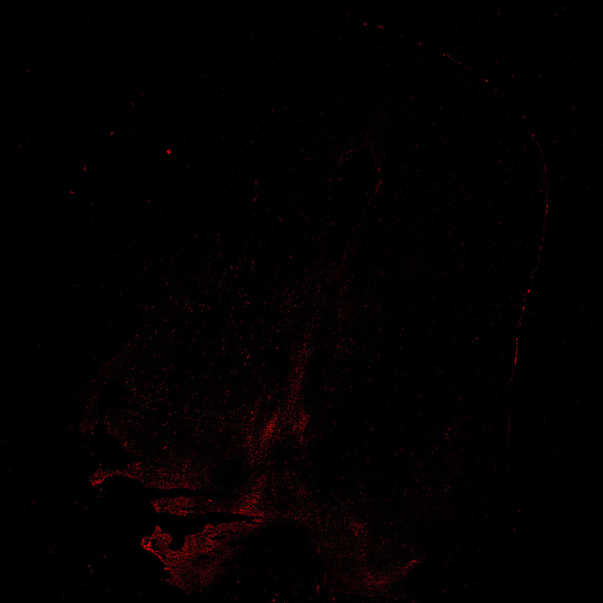 Human foetal midbrain